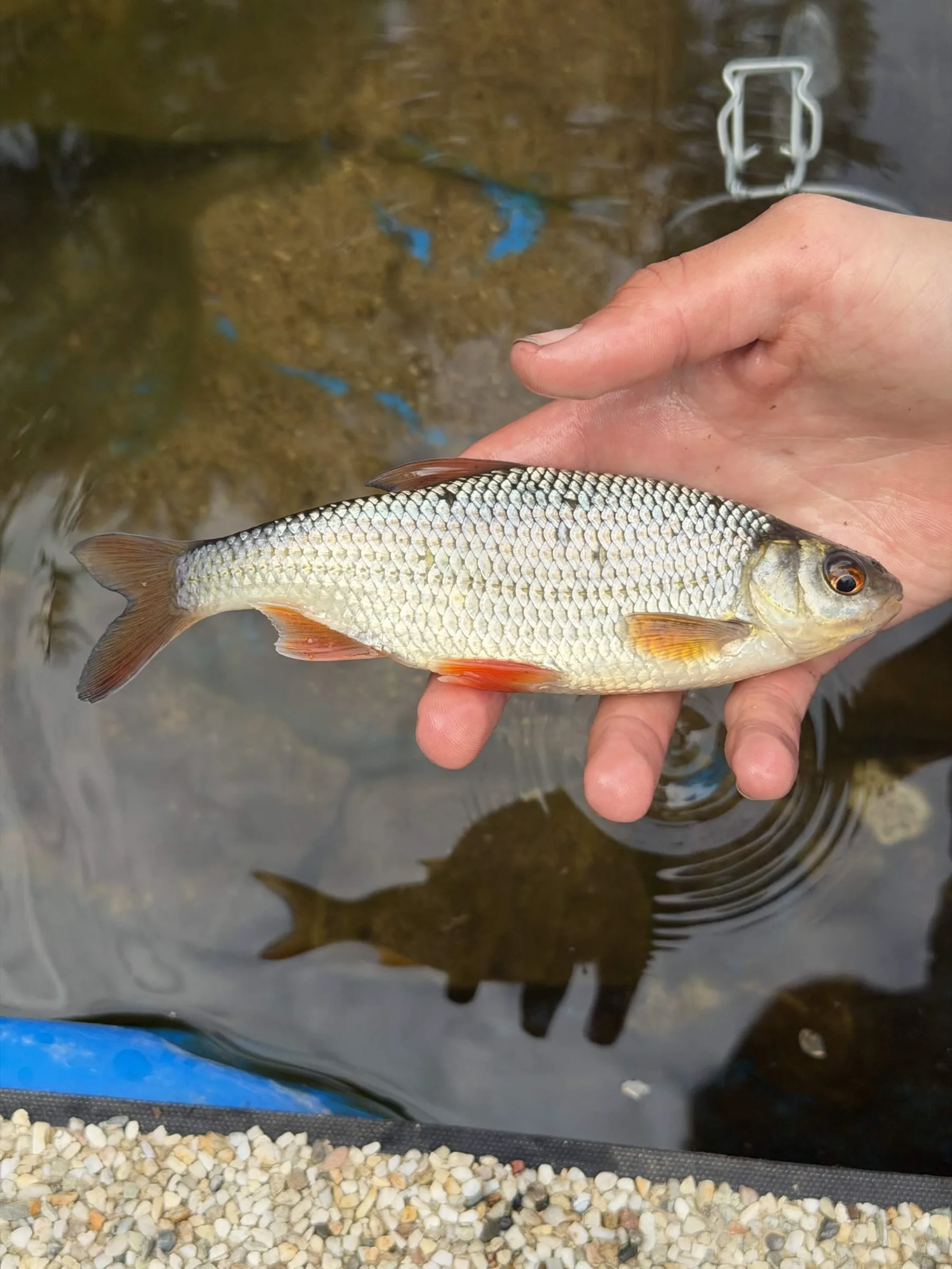 Płoć 10-25cm