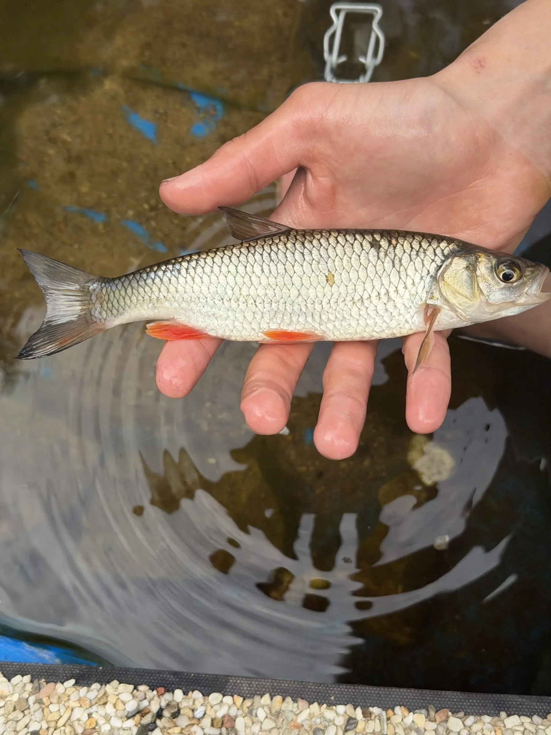 Kleń 12-30cm