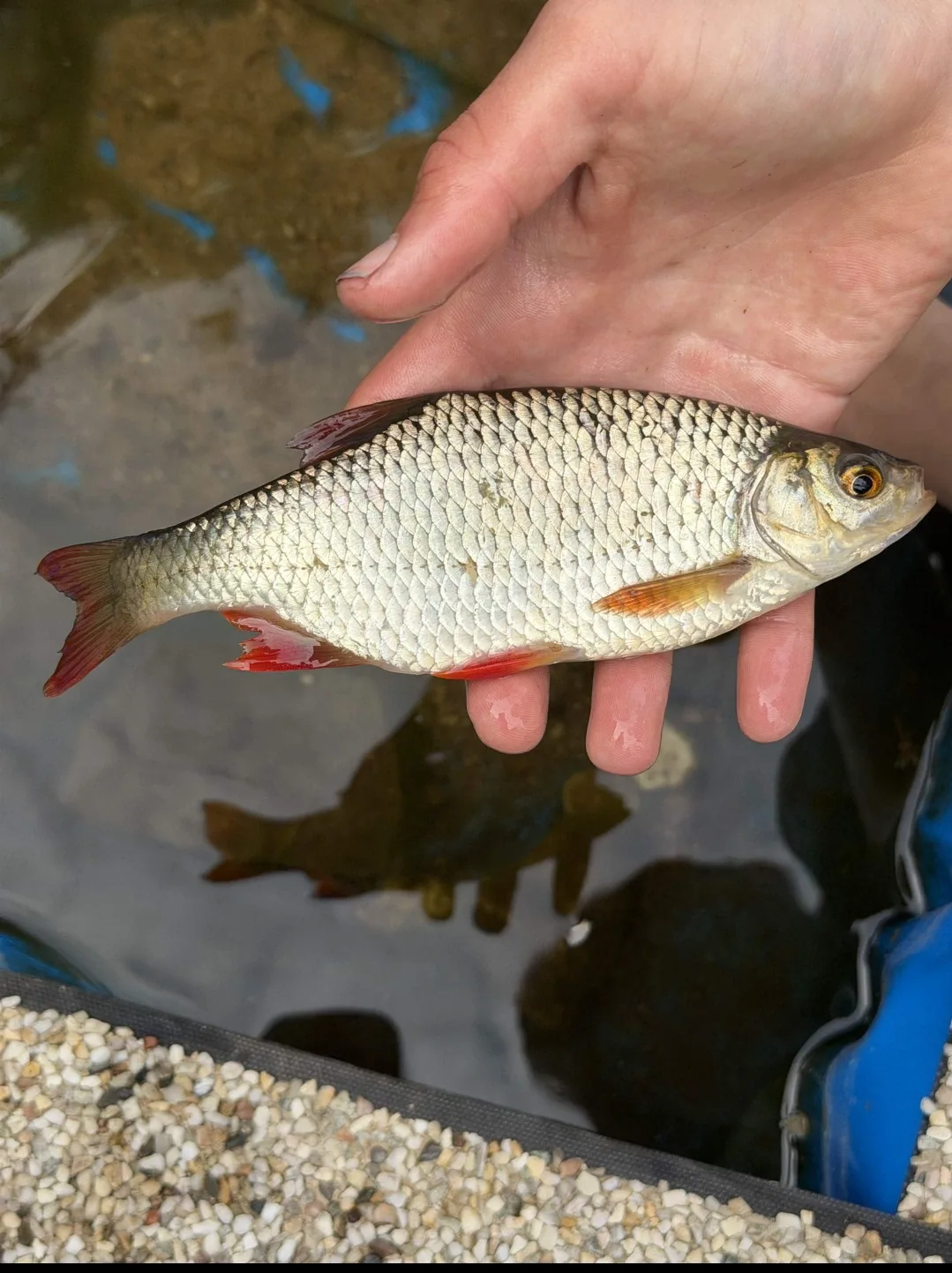 Wzdręga 10-25cm
