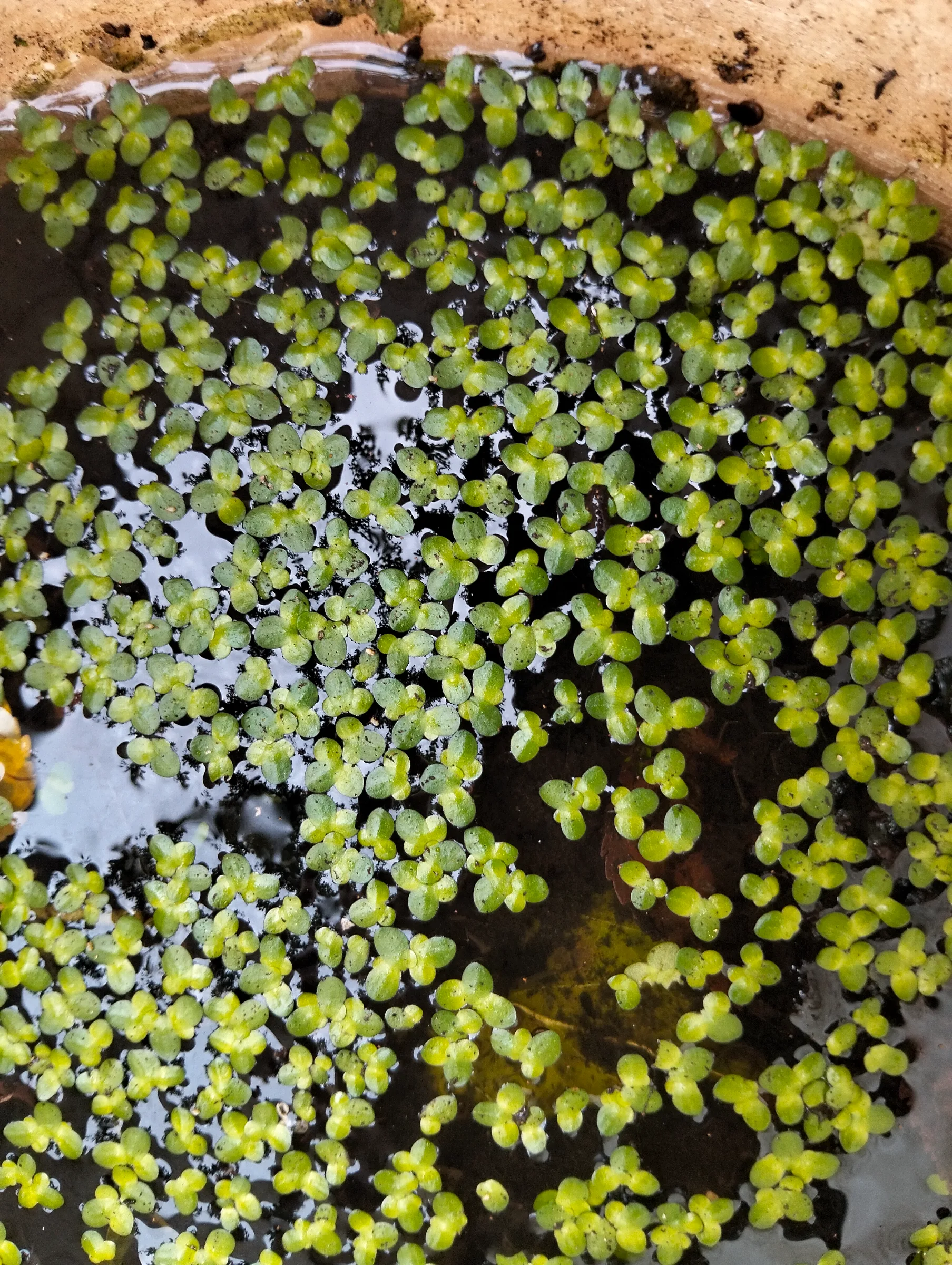 Rzęsa Wodna (Lemna minor)